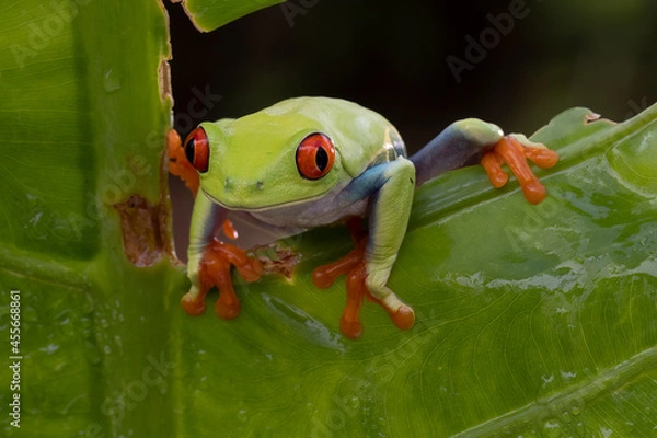 Fototapeta Red Eye tree frog slowly moving across the tree branch