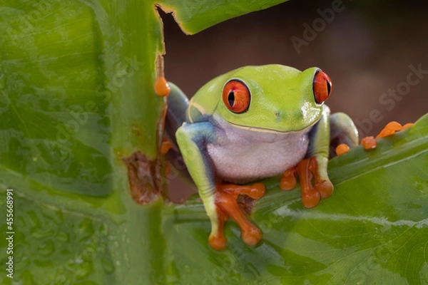 Fototapeta Red Eye tree frog slowly moving across the tree branch
