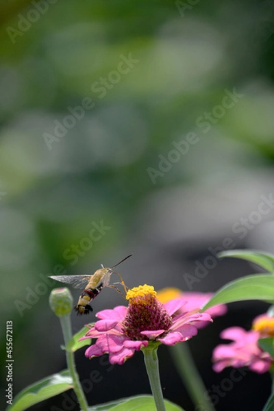 Fototapeta オオスカシバとジニアの花