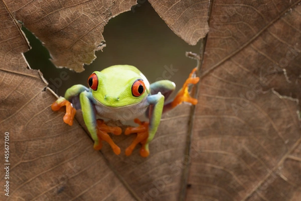 Obraz Red Eye tree frog looking out  through a torn dry leaves.