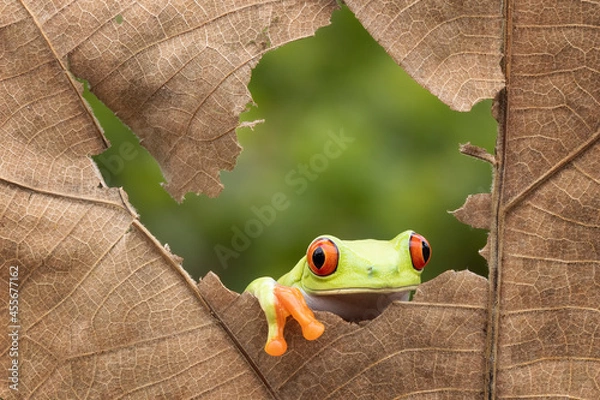 Obraz Red Eye tree frog looking out  through a torn dry leaves.