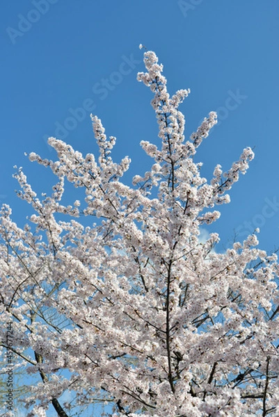 Fototapeta 満開の桜
