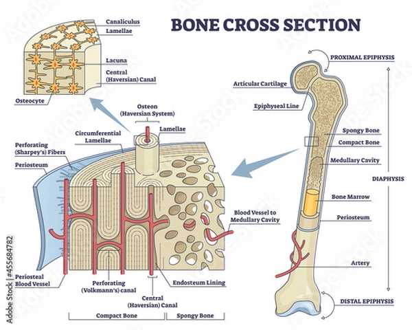 Obraz Bone cross section and isolated anatomical detailed structure outline diagram. Labeled educational medical body description with distal and proximal epiphysis and osteon closeup vector illustration.