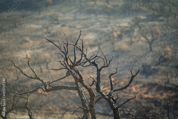 Obraz After a wildfire in Portugal