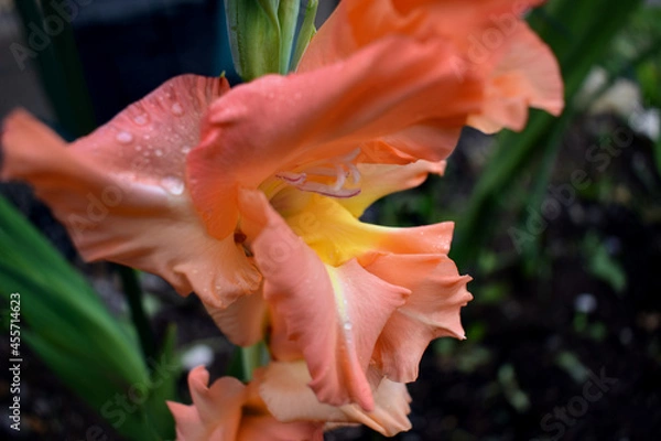 Obraz Fleurs ; Glaieulles