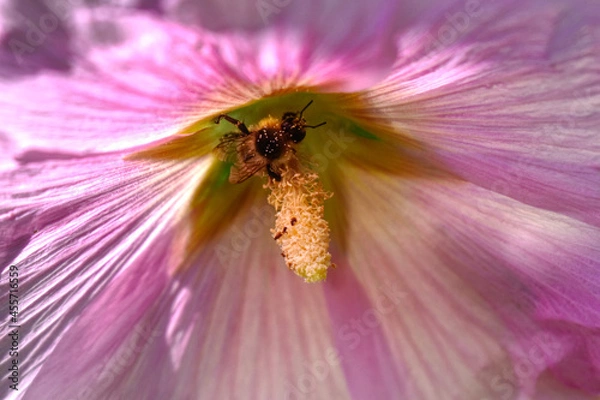 Obraz rose trémière