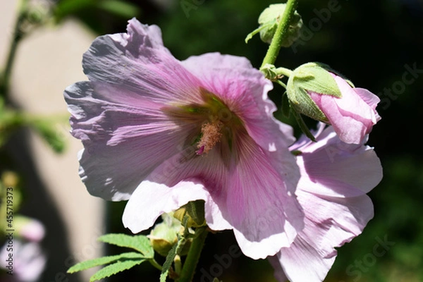 Obraz rose trémière