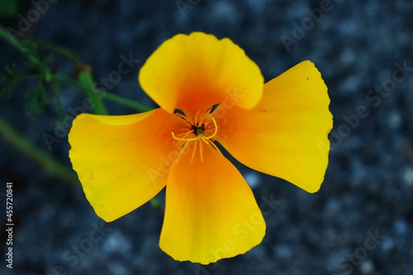 Obraz fleur jaune orange