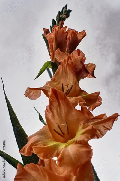 Obraz Fleurs ; Glaieuls