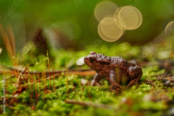 Obraz frog bokeh