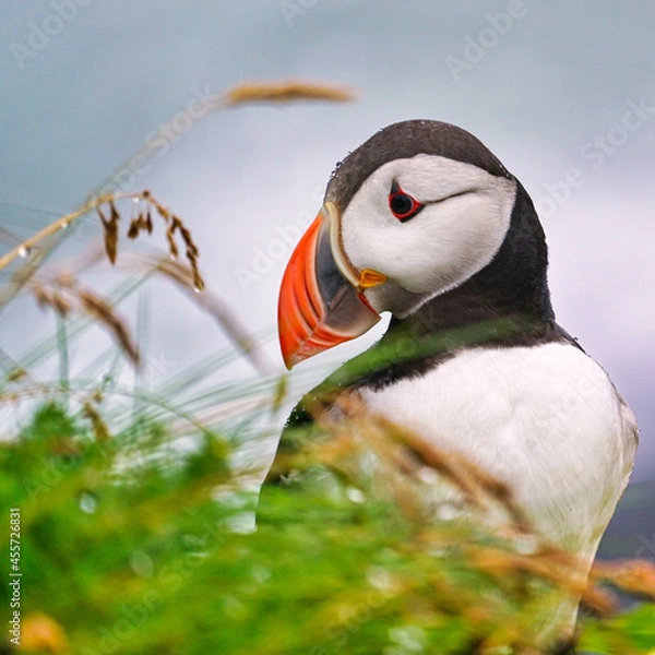 Obraz atlantic puffin or common puffin