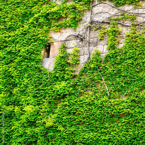 Obraz ivy on wall