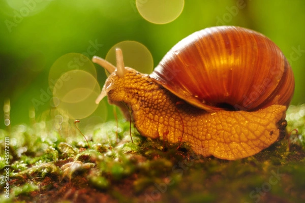 Obraz snail bokeh