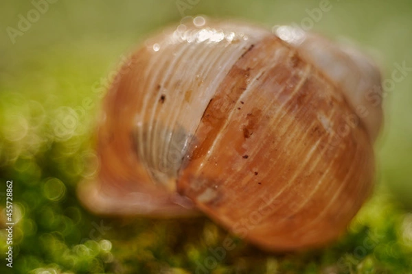 Obraz bokeh snail