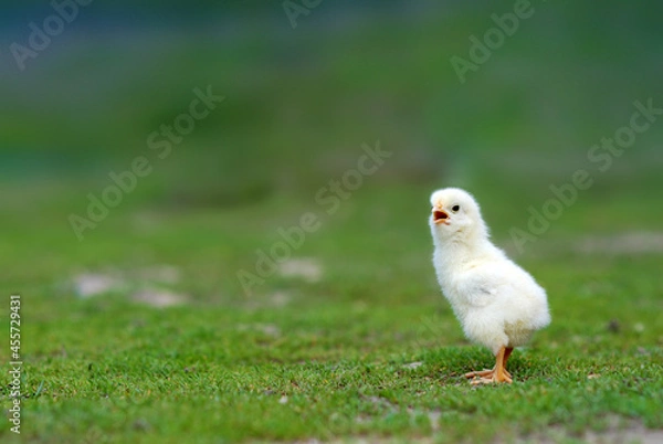 Obraz Cute chick on farmyard