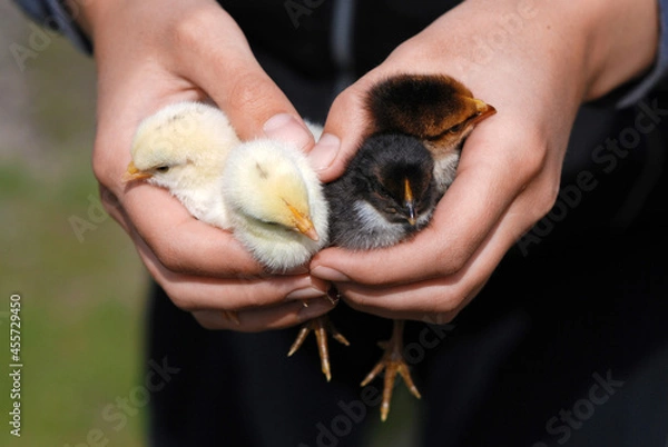 Obraz Cute chicks in hands