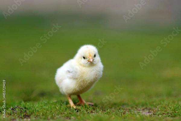 Obraz Cute chick on farmyard