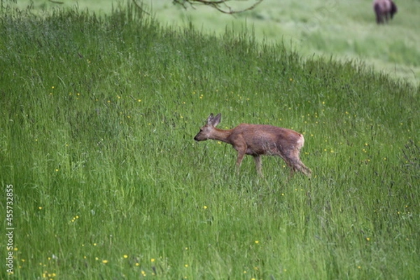 Fototapeta Reh