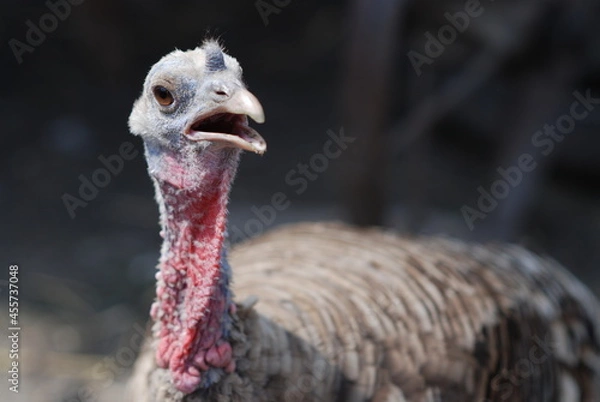 Obraz Turkey hen close-up