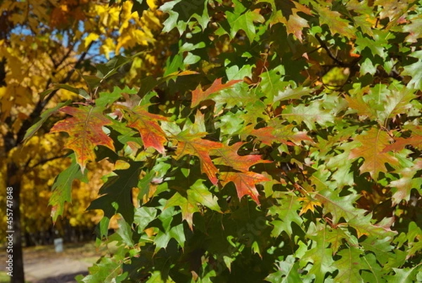 Fototapeta Colorful leaves of red or holly oak (Lat. Quercus rubra) on branches in autumn