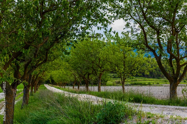 Obraz Dirt road between green mulberry trees.