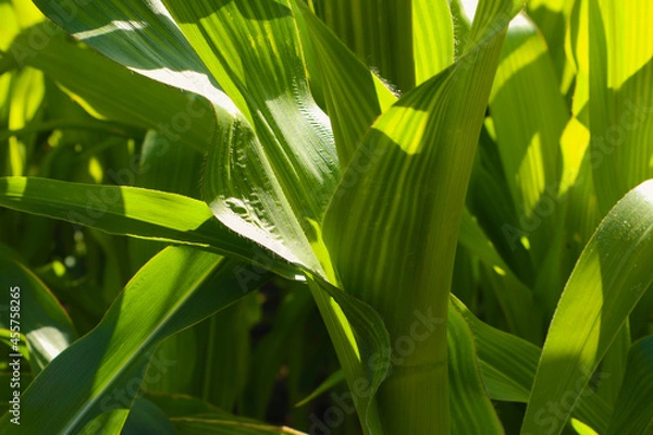 Fototapeta Summer corn leaves close up