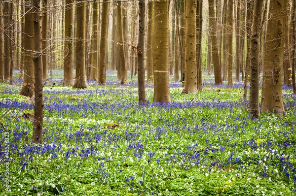 Obraz Bluebells