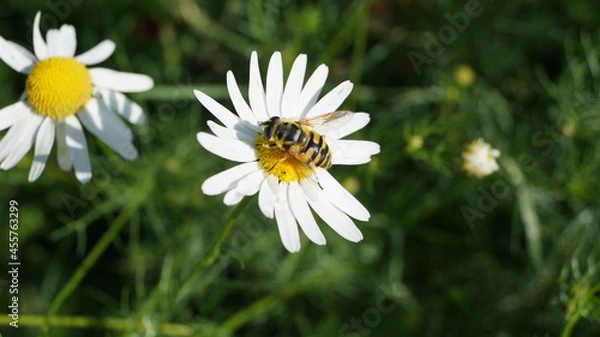 Obraz gadfly sat on summer chamomile