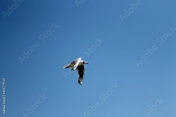 Obraz seagull in flight