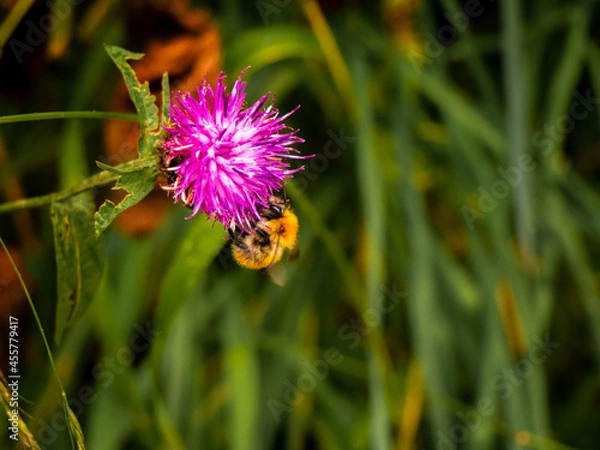 Fototapeta Bee on thistle