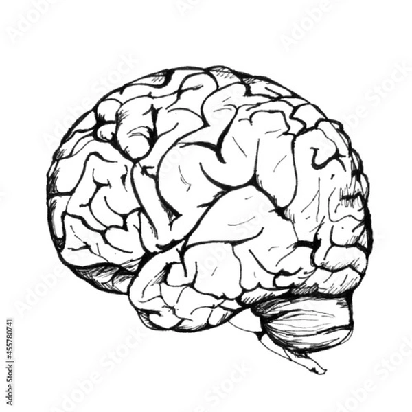 Fototapeta An image of a human brain on a white background. Drawing two hemispheres of the brain