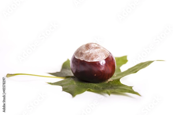 Obraz chestnut on a leaf