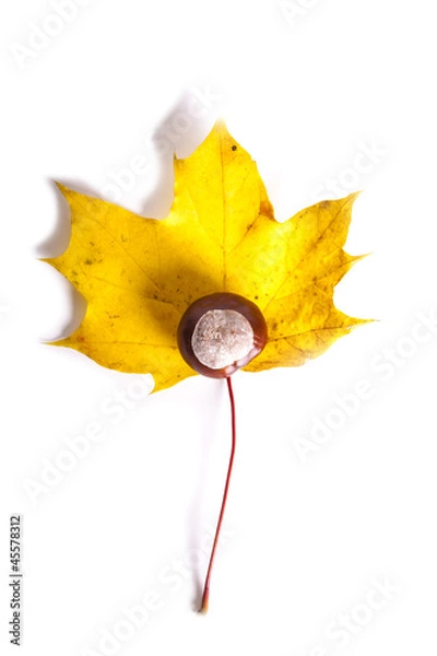 Obraz chestnut on a leaf