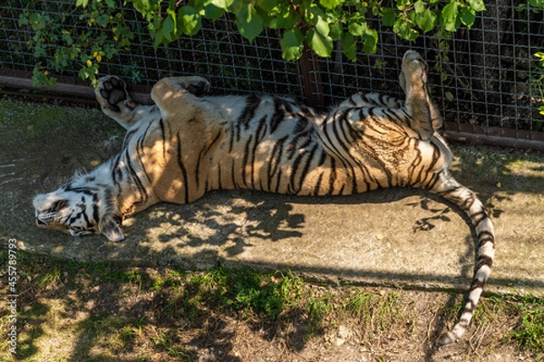 Fototapeta The Republic of Crimea. July 17, 2021. A tigress sleeps in an enclosure on the grass in the Taigan Lion Park in the city of Belogorsk.