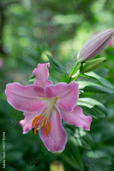 Fototapeta Lilium（ゆり）