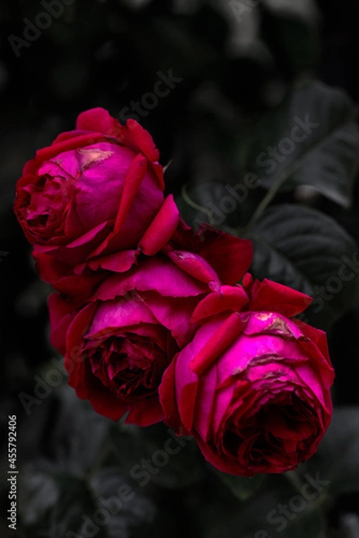 Fototapeta ばら（rose）