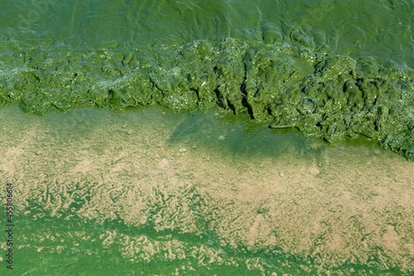 Obraz Algal bloom in water of Dnieper river in Ukraine. Green color of water caused by a rapid increase or accumulation of algae. Ecological disaster.