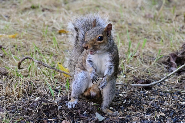 Obraz squirrel in the forest