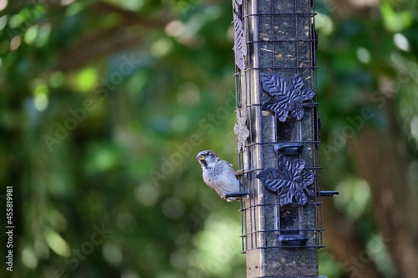 Obraz spotted woodpecker