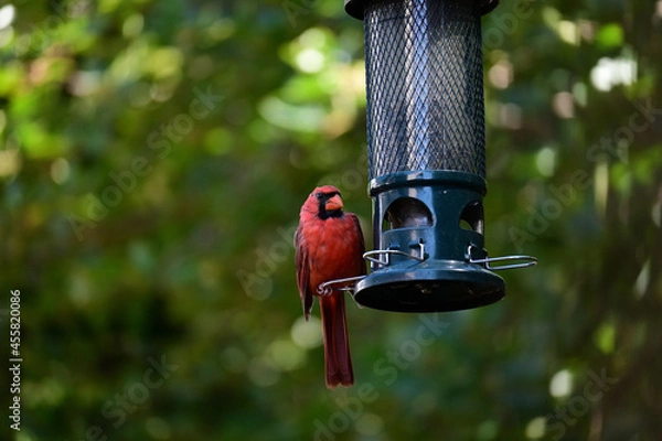 Obraz red cardinal bird