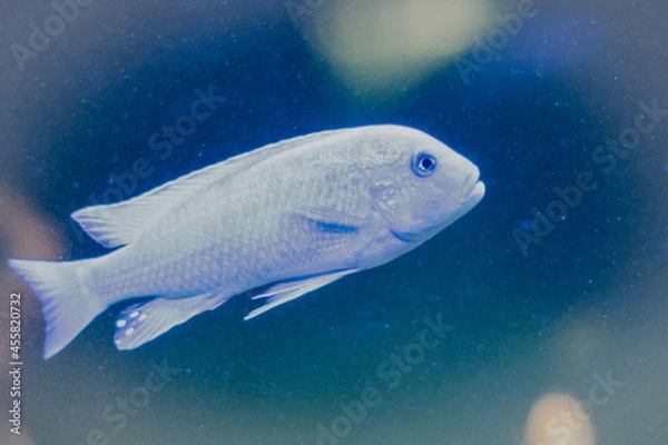 Obraz fish in aquarium macro