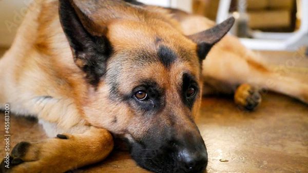 Obraz german shepherd dog laying down