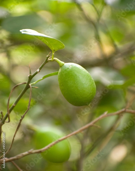 Fototapeta The lemon (Citrus limon) is a species of small evergreen tree