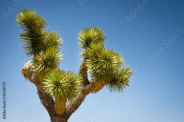 Obraz Joshua Tree National Park