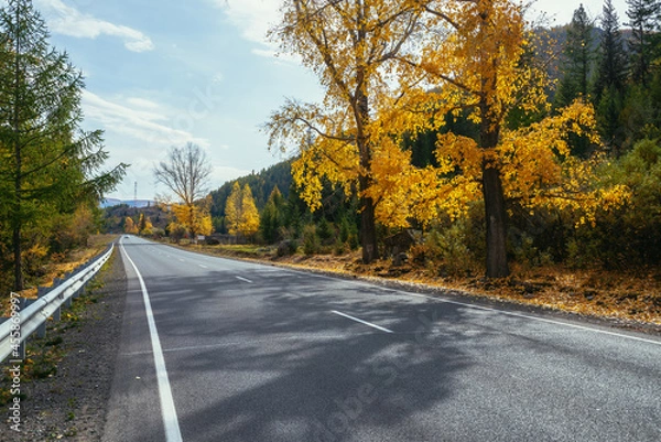 Fototapeta Colorful autumn landscape with birch tree with yellow leaves in sunshine near mountain highway. Bright alpine scenery with car on mountain road and trees in autumn colors. Highway in mountains in fall