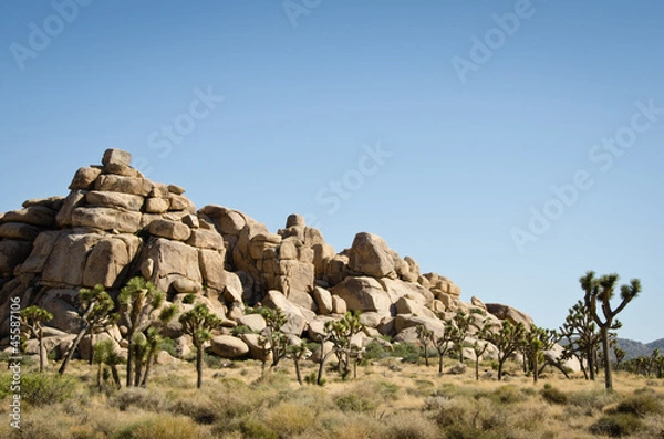 Obraz Joshua Tree National Park