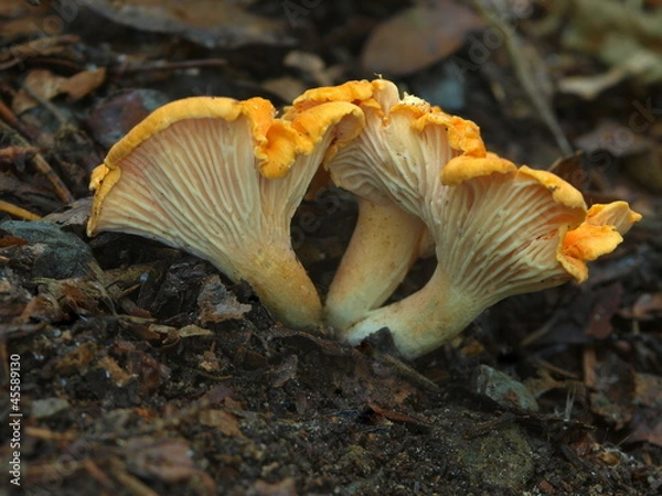 Obraz Samtpfifferling, Cantharellus frisii