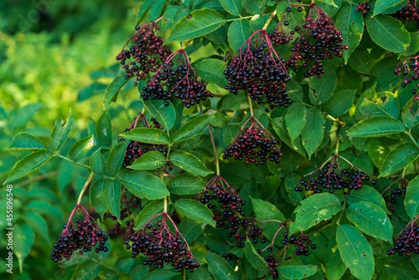 Obraz Holunderbeeren (	Sambucus nigra)