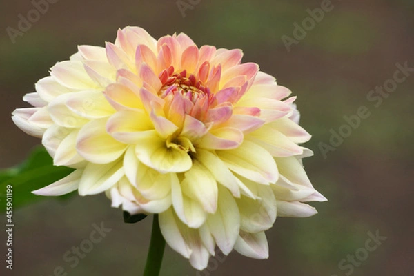 Obraz 白と赤のダリア