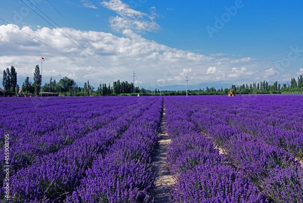 Obraz lavender field region